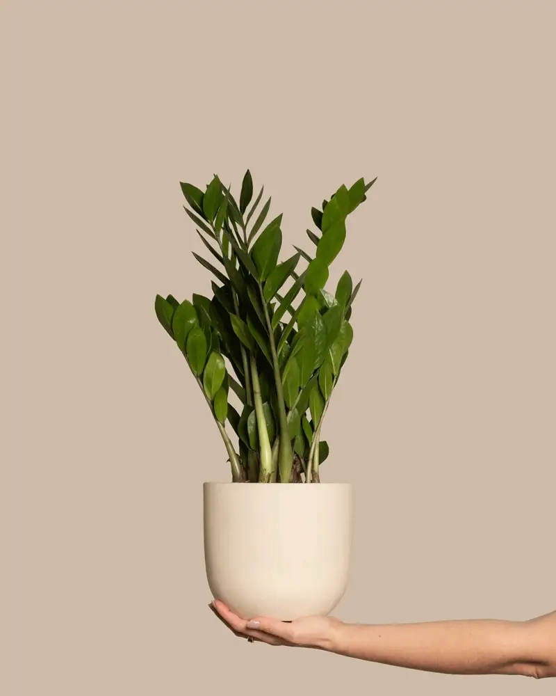 Pflanzen als Geschenk