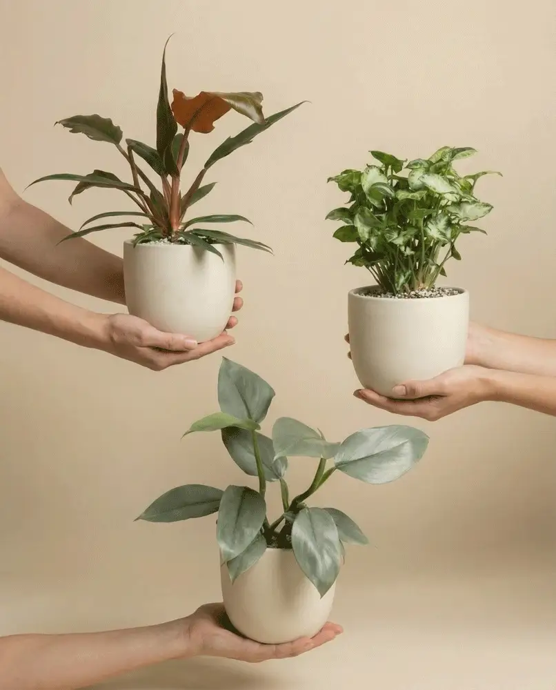 Pflanzen in Hydrokultur